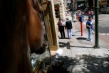 Chinatown Horse