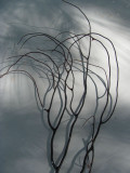 Seaweed Shadows
