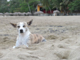 Playa Dorada Pooch