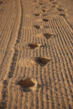 Sunrise Footprints