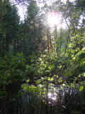 South Fork of the Tuolumne River