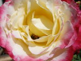 Groveland Rose