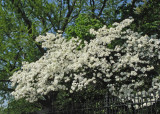 Dogwood Blooms Adorn the White House Fence