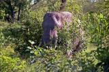 Elephant in the Bush 1