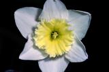 Daffodil<br>March 22, 2006