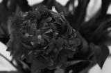 Peony in Black and White