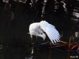 Snowy Egret Egretta thula