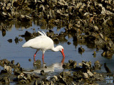 White Ibis  Eudocimus albus