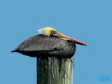 Brown Pelican Pelicanus occidentalis