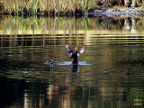 Hooded Merganser Lophodytes cucullatus