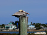 Brown pelican Pelecanus occidentalis