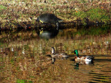 MALLARD-  Anas Platyrhynchos and  Florida Cooter - Pseudemys concinna floridana