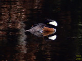 Hooded Merganser, Lophodytes cucullatus