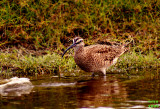 Whimbrel Numenius phaeopus