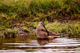 Whimbrel Numenius phaeopus