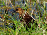 Boat-tailed Grackle  Quiscalus major female