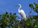 Great Egret Ardea alba