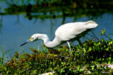 Snowy Egret , Egretta thula