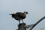 Osprey, Pandion haliaetus