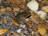 FLORIDA BRONZE FROG, Rana Clamitans clamitans