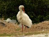 White Ibis Eudocimus albus