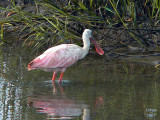 Roseate Spoonbill Ajaia ajaja