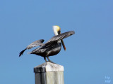 Brown Pelican Pelecanus occidentalis