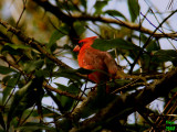 Cardinal Cardinalis cardinalis