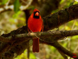 Cardinal Cardinalis cardinalis