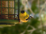 American Goldfinch  Carduelis tristis