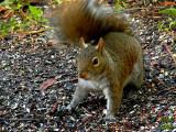 Eastern gray squirrel   Sciurus carolinensis