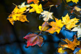 Signs of Fall