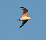 Vermont Gull