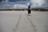 Sea Turtle Tracks