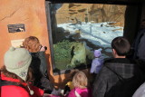 Lion at the Brookfield Zoo