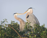 Herons Kissing