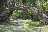 Tree Archway