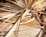 Dried Palm Leaf