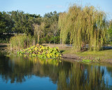 Botanical Pond w Willow