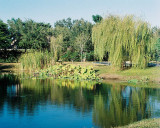 Botanical Pond