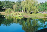 Botanical Pond