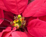 Poinsetta up Close