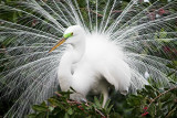 Great Egret Display