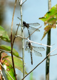 Mating Bar-winged Skimmers