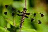 Twelve-spotted Skimmer-Female