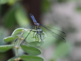 Blue Dasher