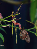 Swallowtails Motel