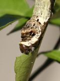 Giant Swallowtail Caterpillar