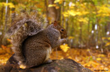 Eastern gray squirrel (Sciurus carolinensis)