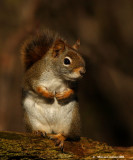 North American red squirrel (Tamiasciurus hudsonicus ).
